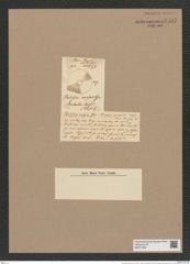 Porodiscus major Grev. (de-Toni-Nr.: Genus 200, Species 4827) Zeichnungen Sammlung Grunow Nr. 8487 (NHMW-BOT-W0377956)